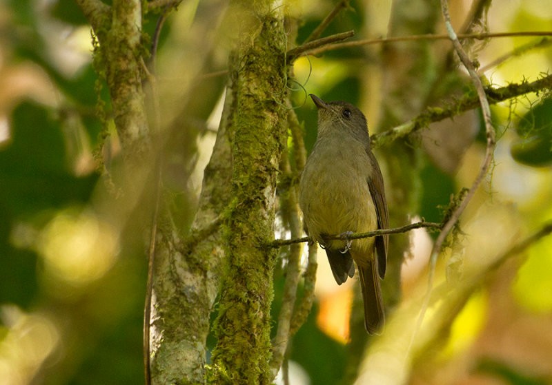 Matinan Flycatcher - Peter Ericsson