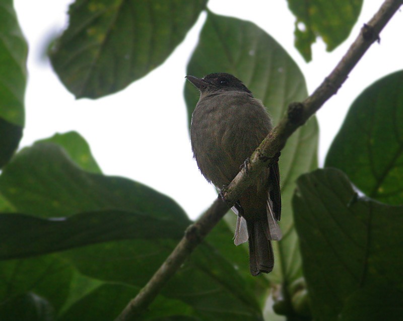 Matinan Flycatcher - ML247586341