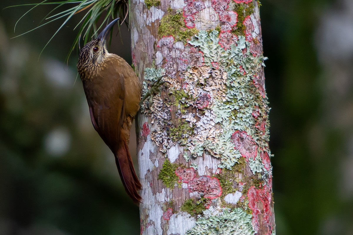 White-throated Woodcreeper - ML247586491