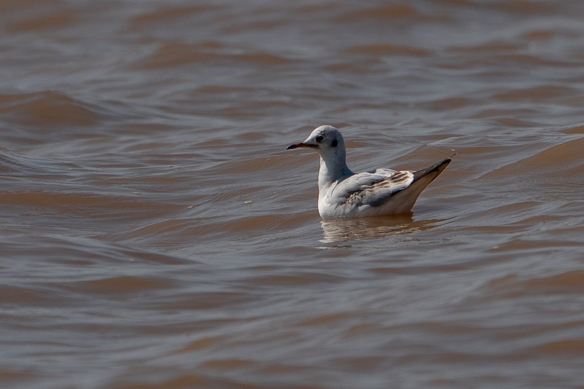 Brown-headed Gull - ML247589821