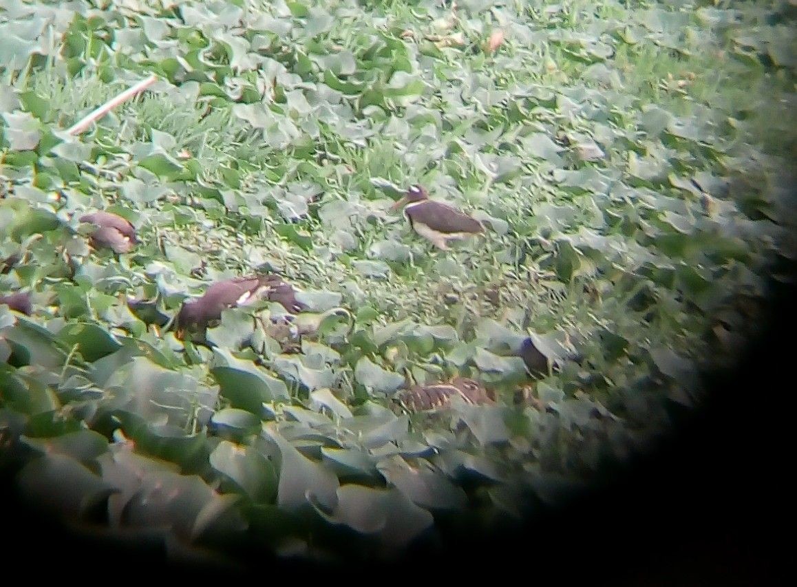 Greater Painted-Snipe - ML247590071