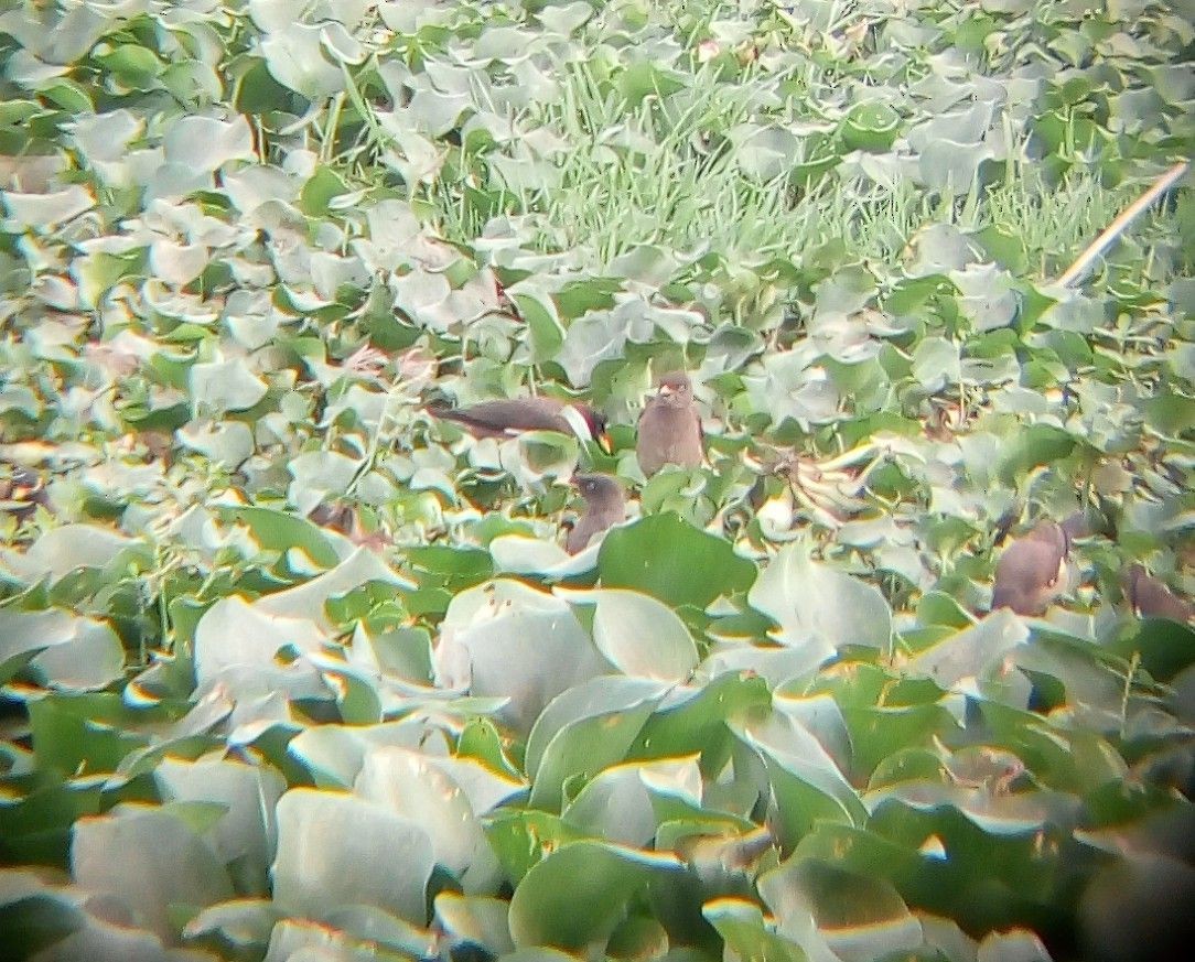 Jungle Myna - ML247590081