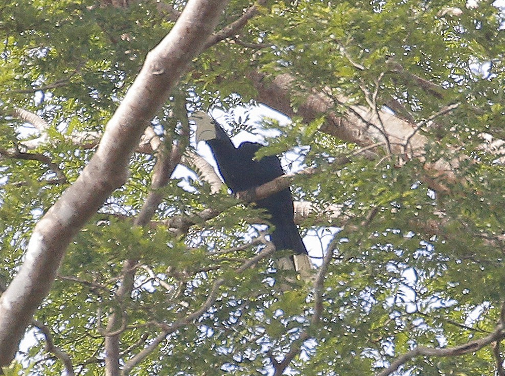 Black Hornbill - Neoh Hor Kee