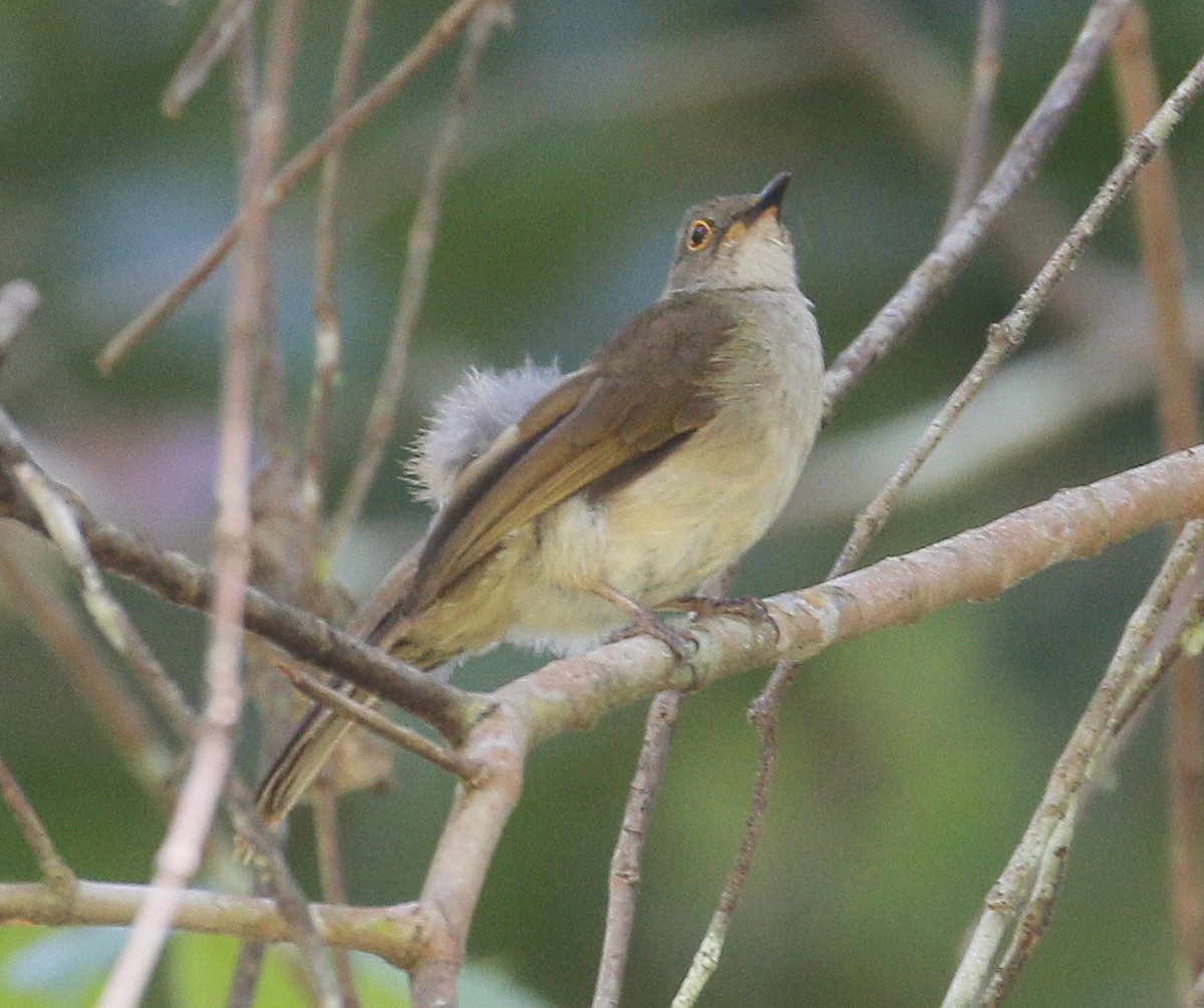 Spectacled Bulbul - ML247591411