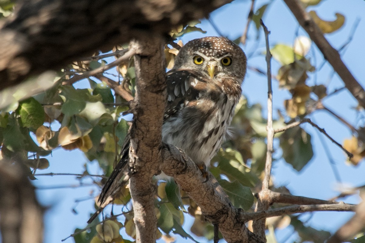 Pearl-spotted Owlet - Robert Doubell