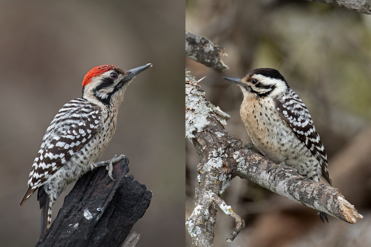 Ladder-backed Woodpecker - Edward Plumer