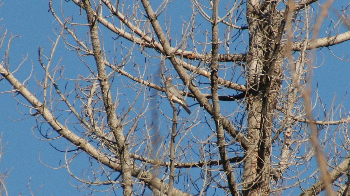 Band-tailed Pigeon - Germen Postma