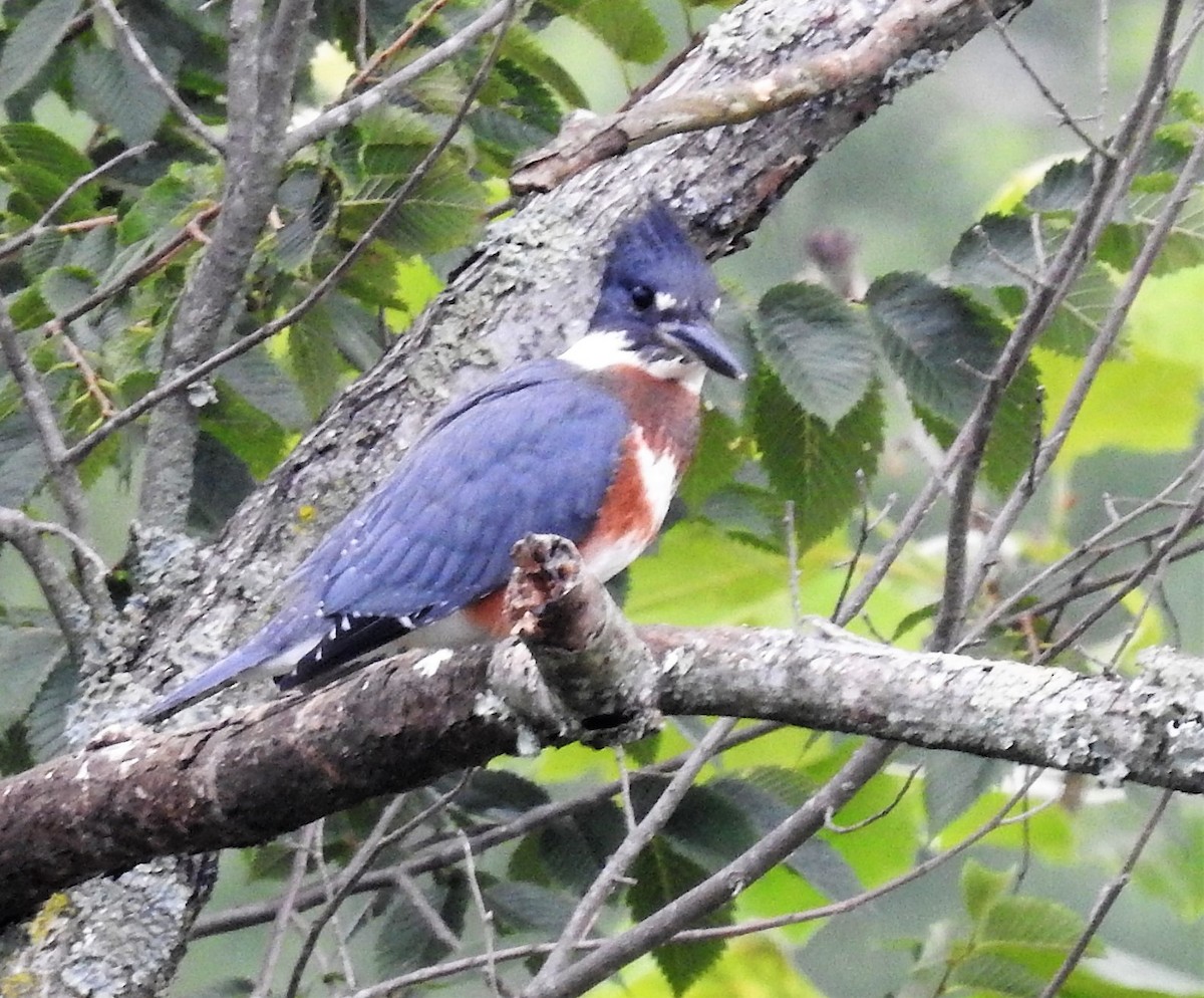 Belted Kingfisher - Jennifer Bowman