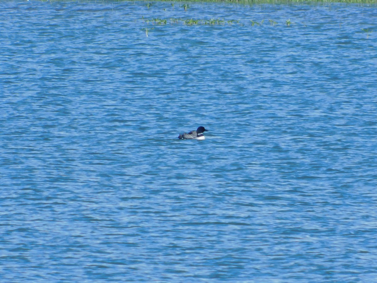 Common Loon - ML247598211