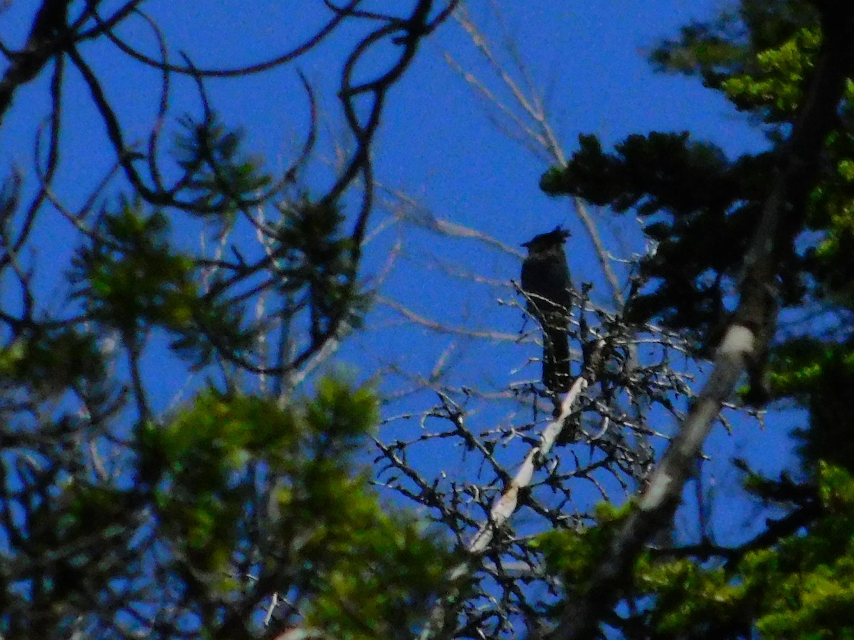 Steller's Jay (Northwest Interior) - ML247598461