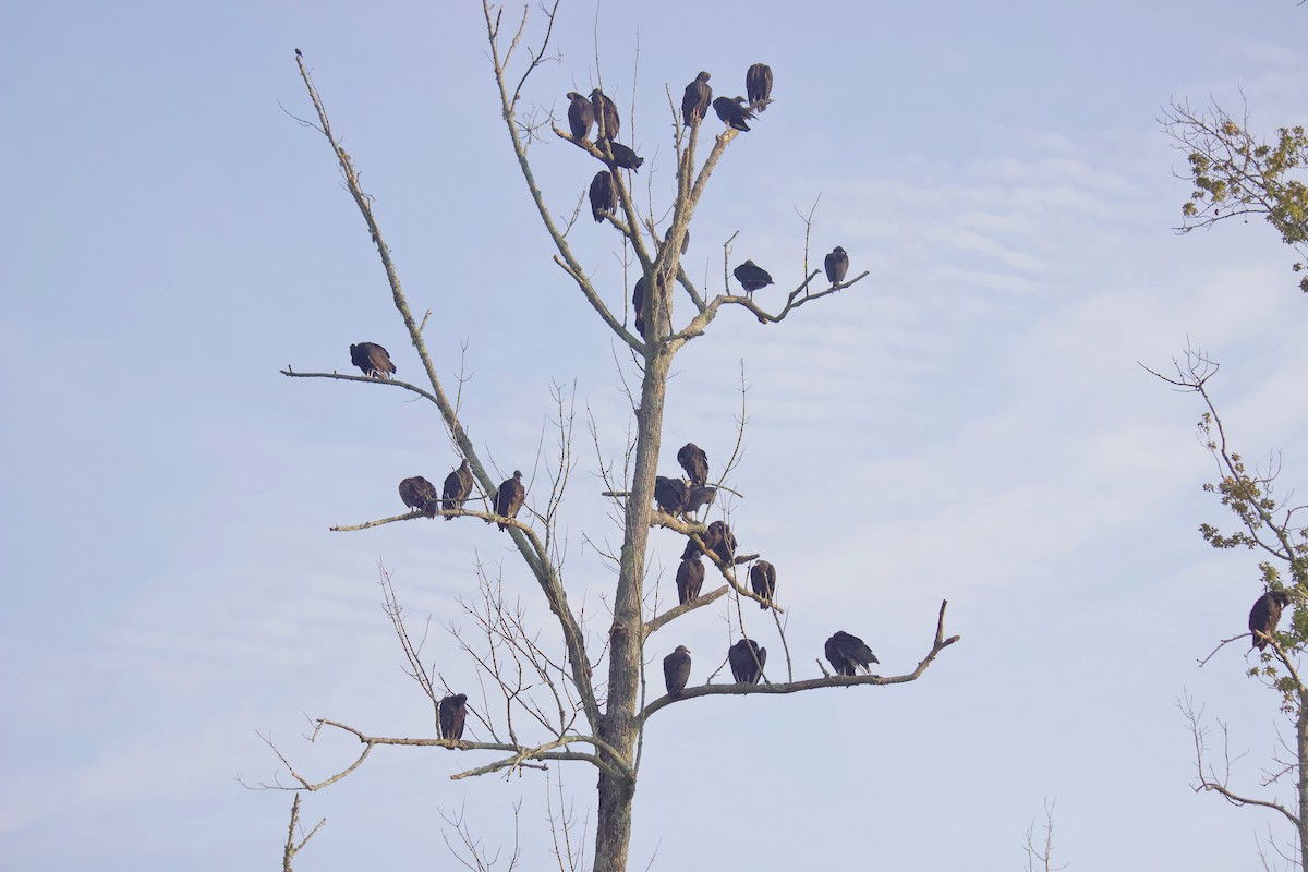 Black Vulture - ML247602291