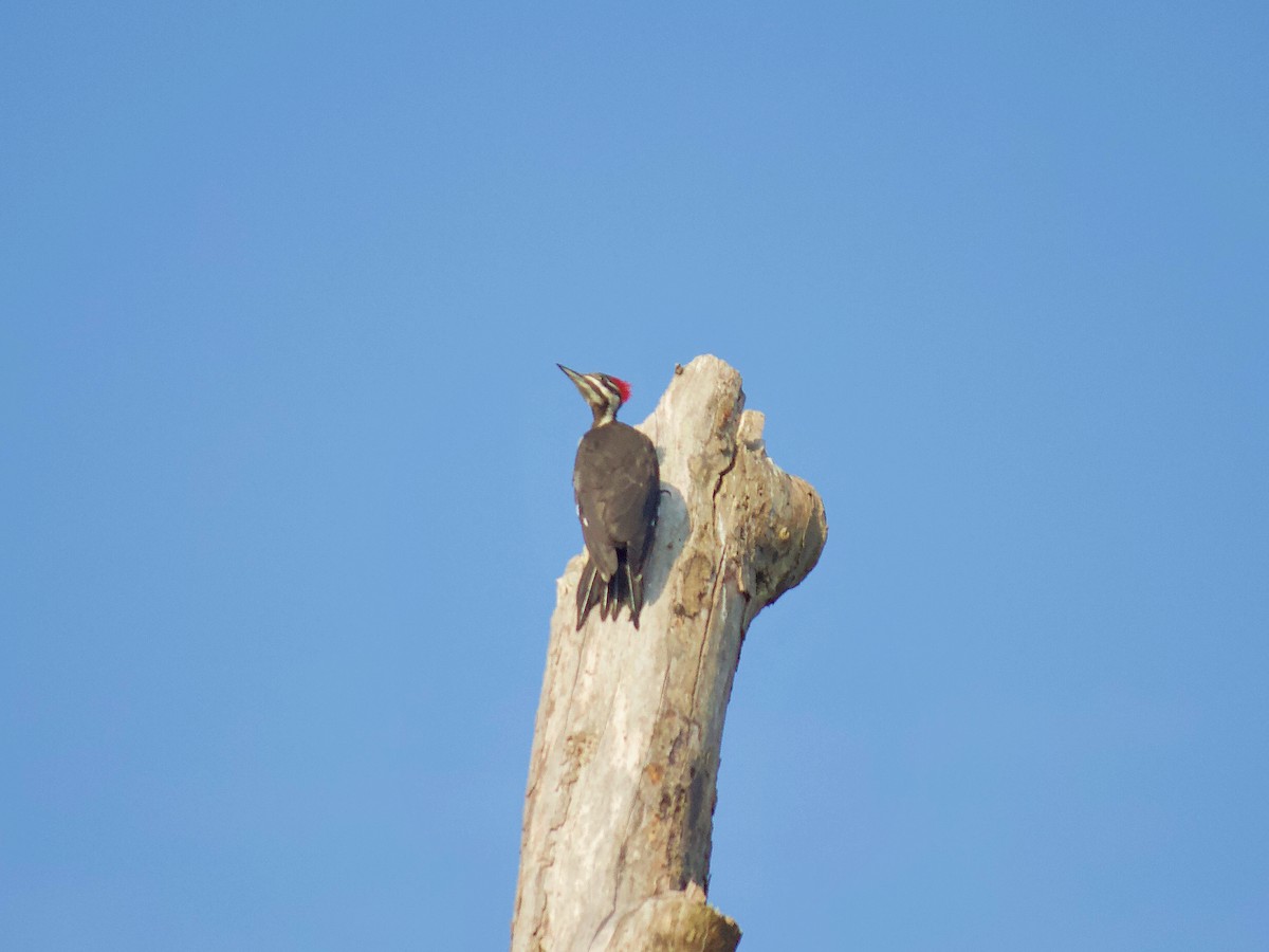 Pileated Woodpecker - ML247602361