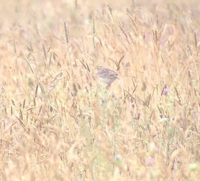 Grasshopper Sparrow - ML247603501