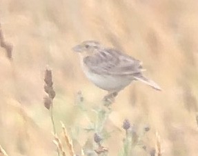 Grasshopper Sparrow - ML247604421