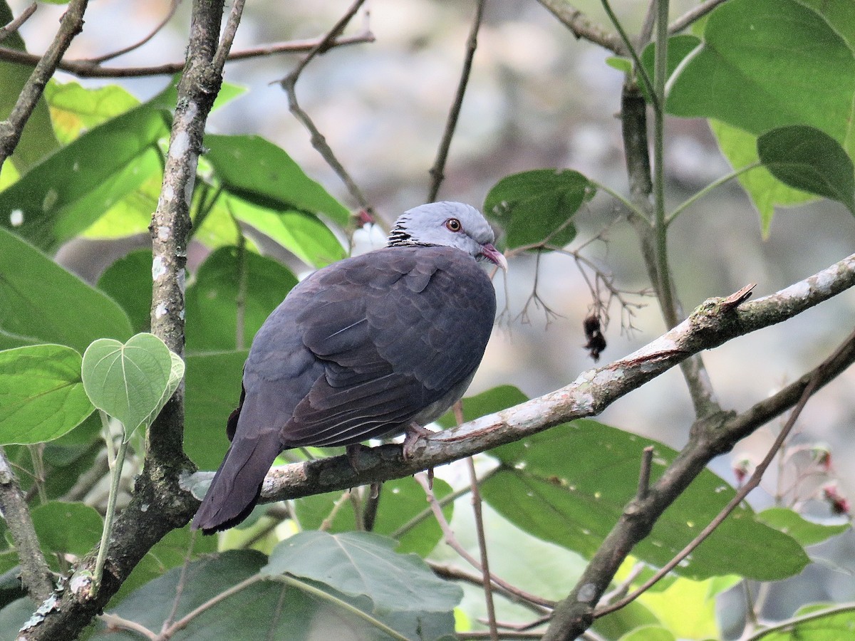 Nilgiri Wood-Pigeon - Howard Laidlaw