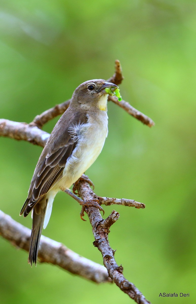 Yellow-spotted Bush Sparrow - Fanis Theofanopoulos (ASalafa Deri)