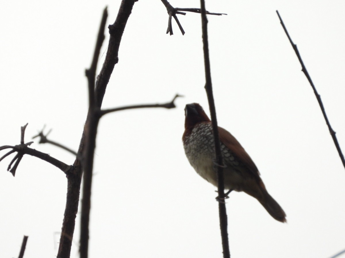 Scaly-breasted Munia - ML247606361