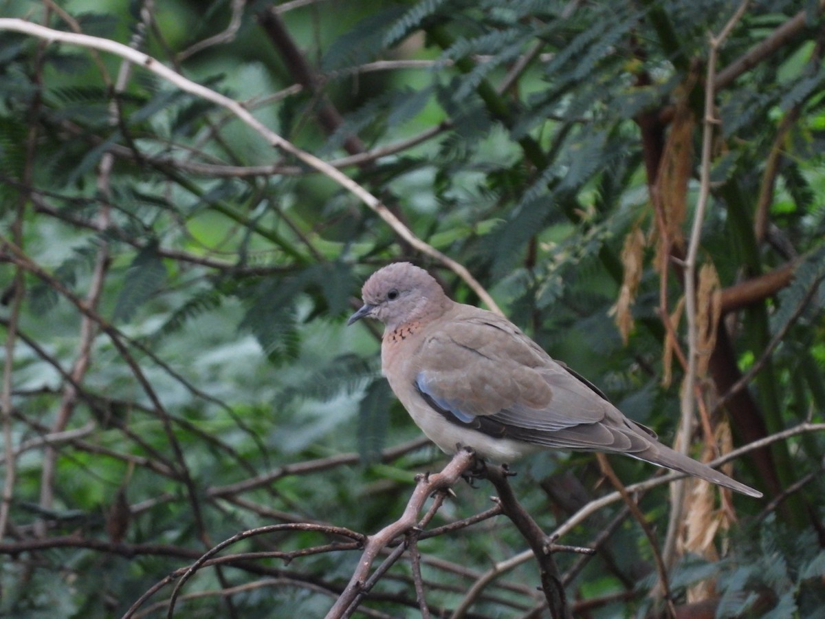 Laughing Dove - ML247606671