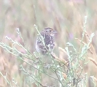Grasshopper Sparrow - ML247607201