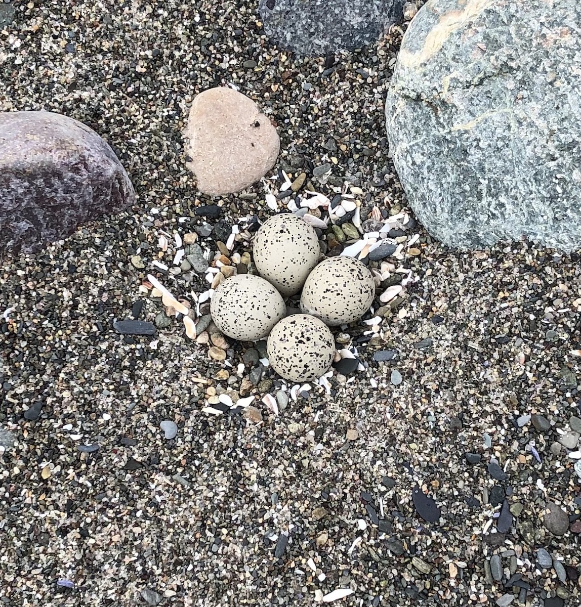 Piping Plover - ML247608761