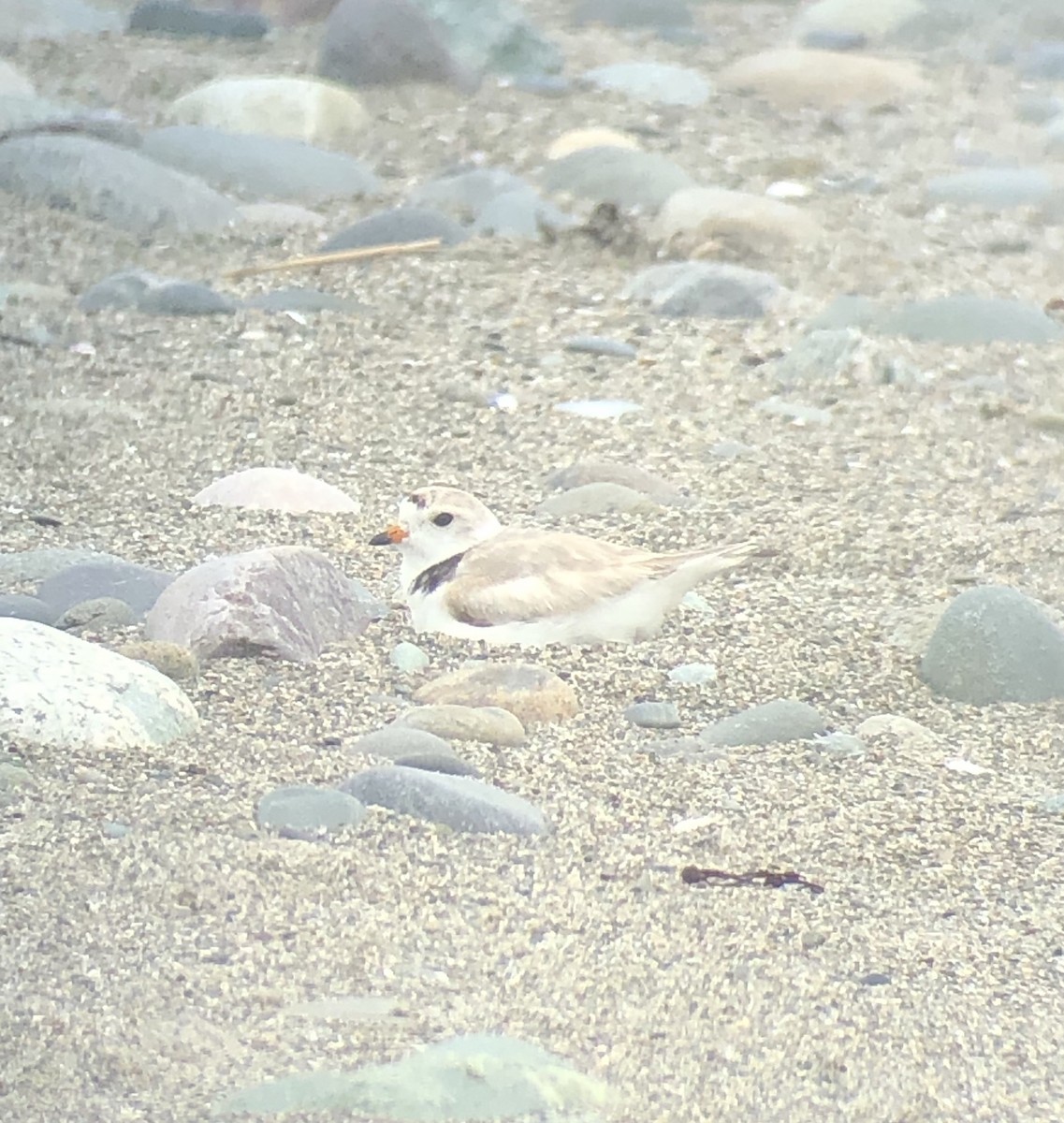 Piping Plover - ML247608771