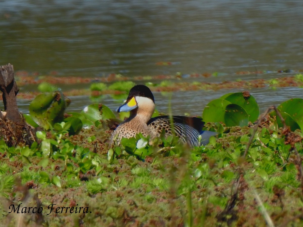 Silver Teal - Marco  Ferreira