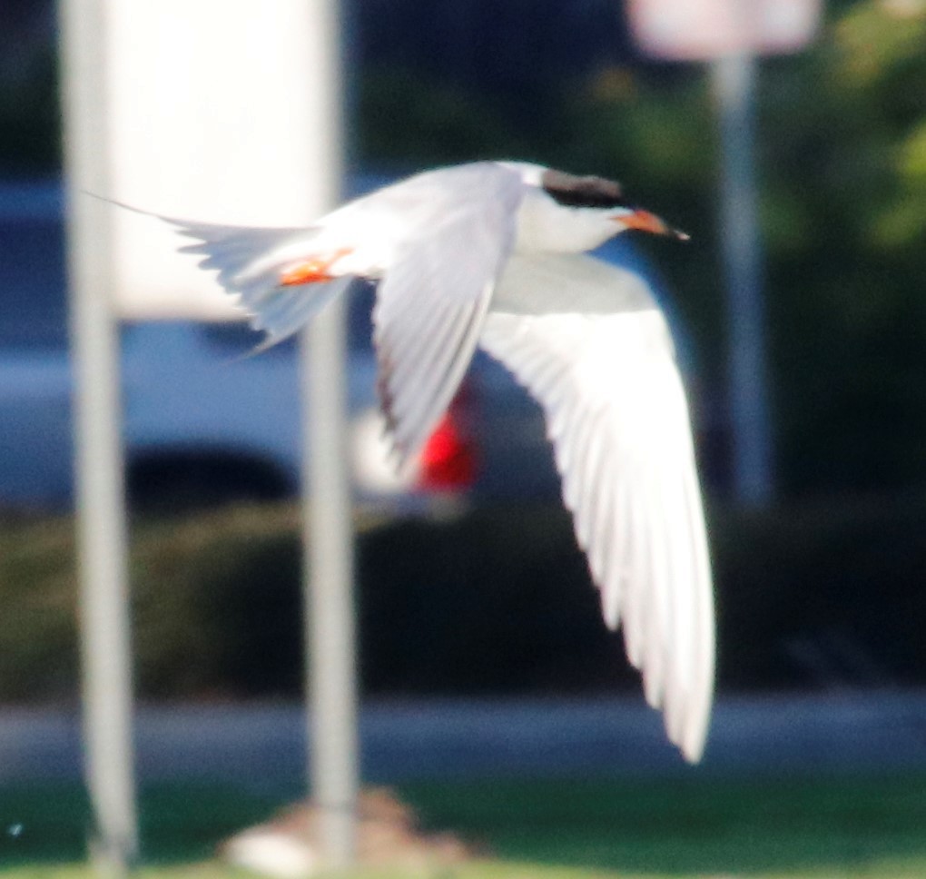 Forster's Tern - ML247612481