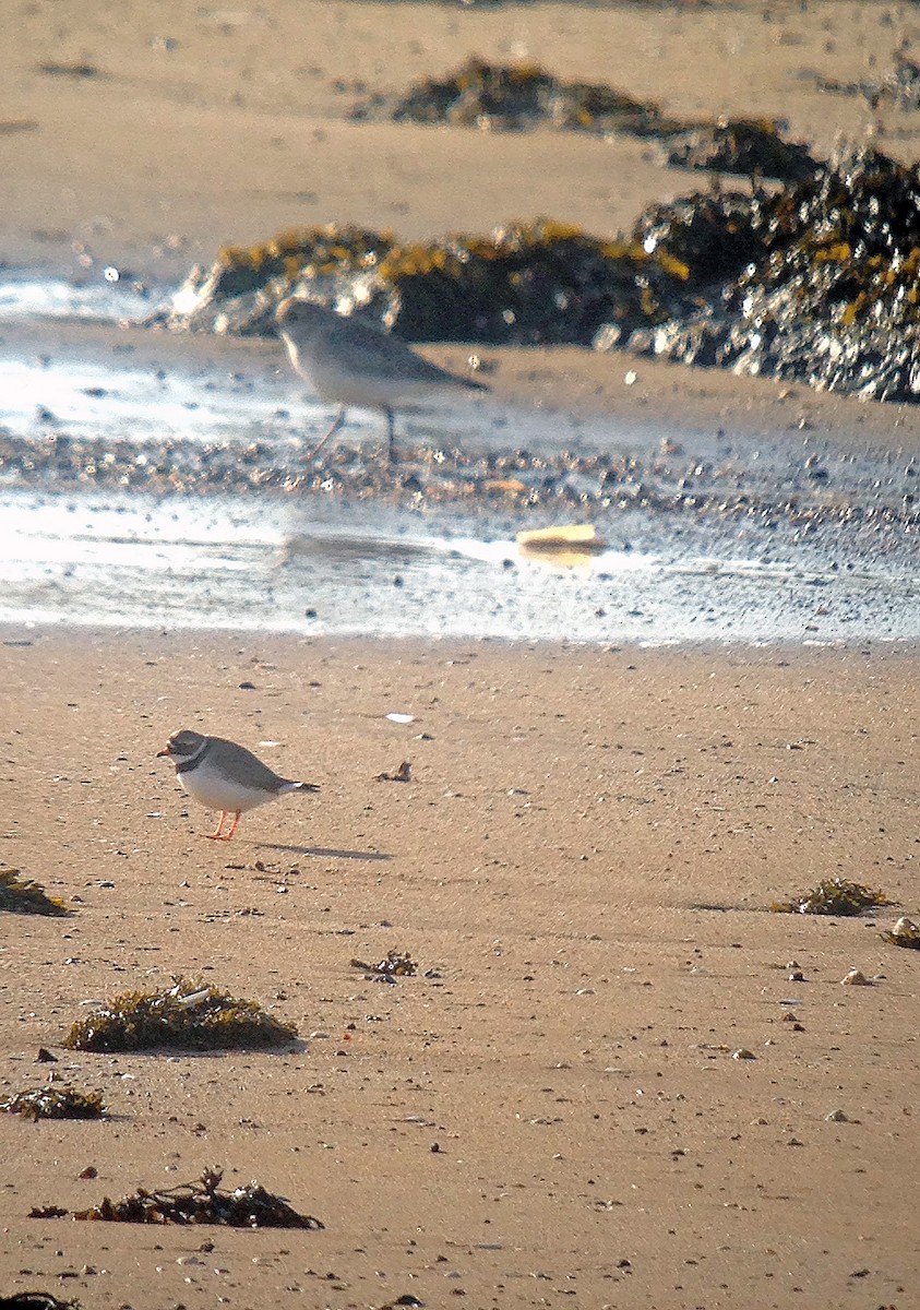 Common Ringed Plover - Simon Hitchen