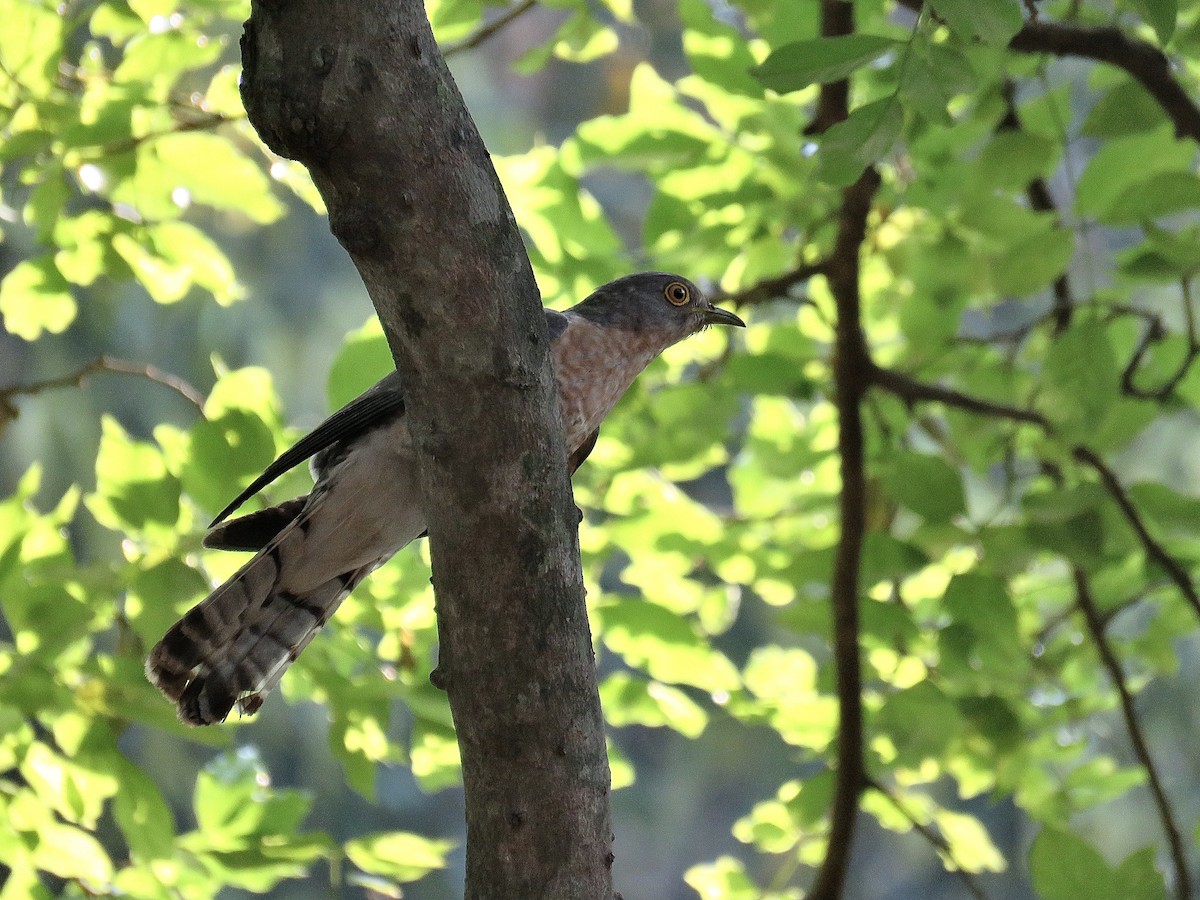 Common Hawk-Cuckoo - ML247614431