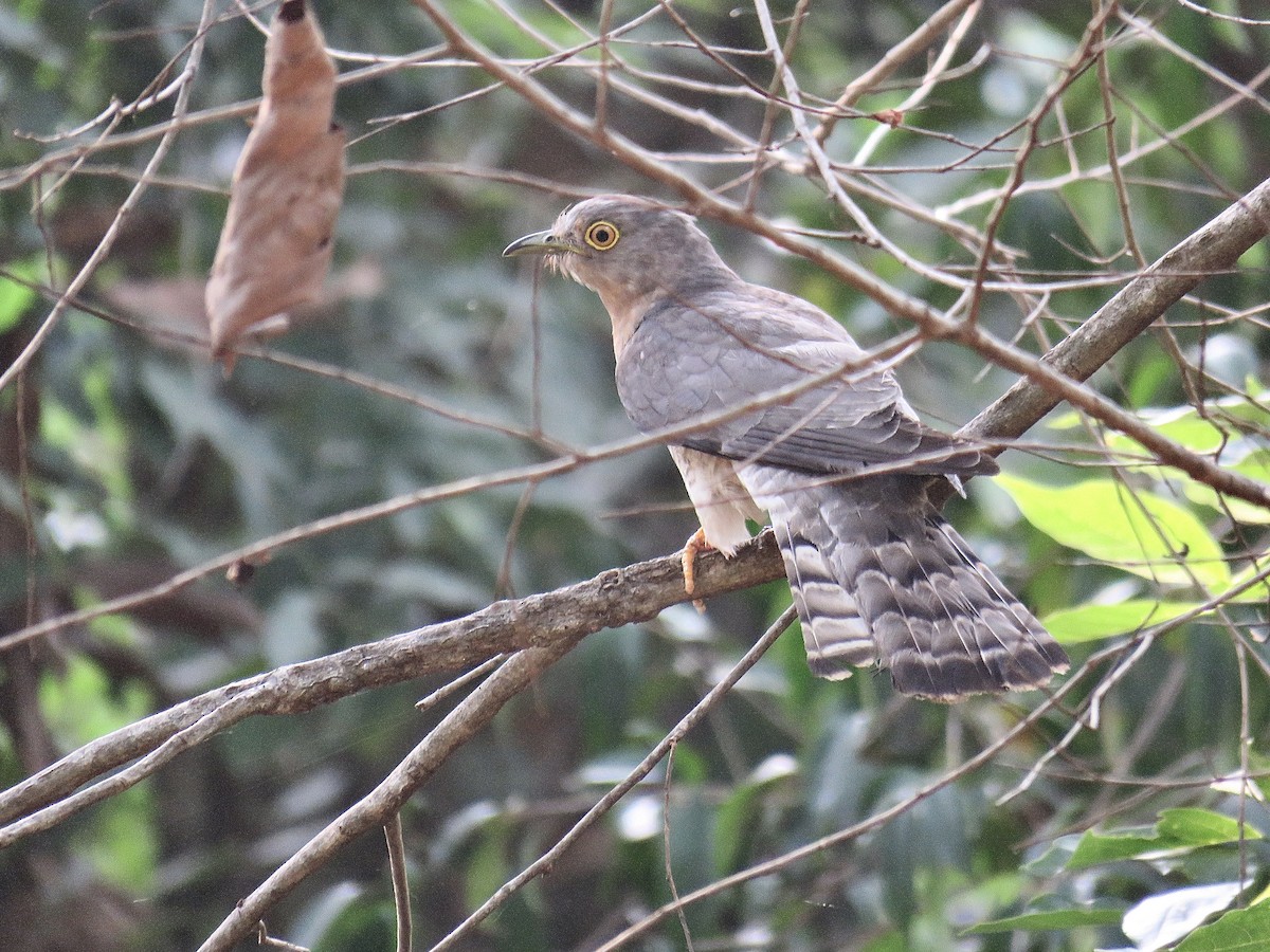 Common Hawk-Cuckoo - ML247614491