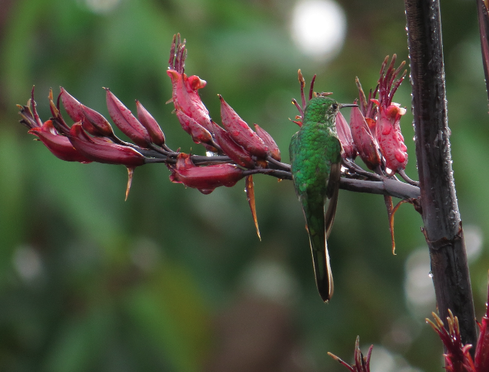 Yeşil Kuyruklu Kolibri - ML24761451