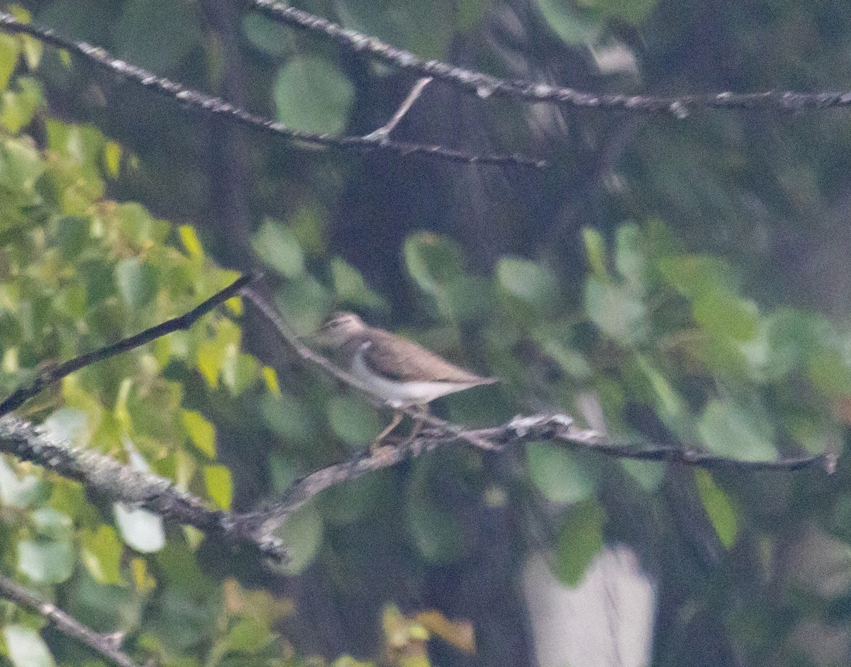 Common Sandpiper - ML247615151