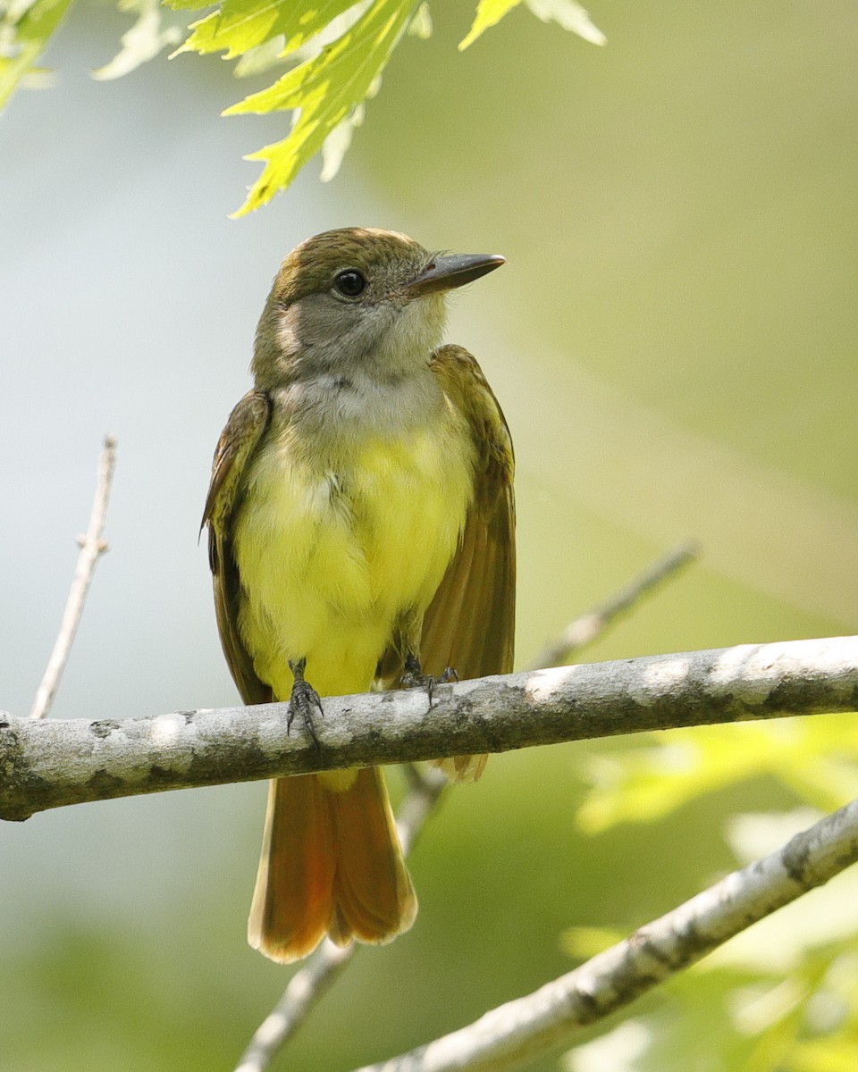 Great Crested Flycatcher - ML247615671