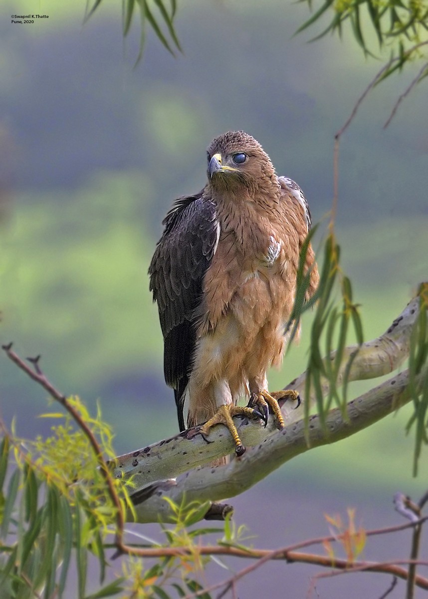 Aigle de Bonelli - ML247617111