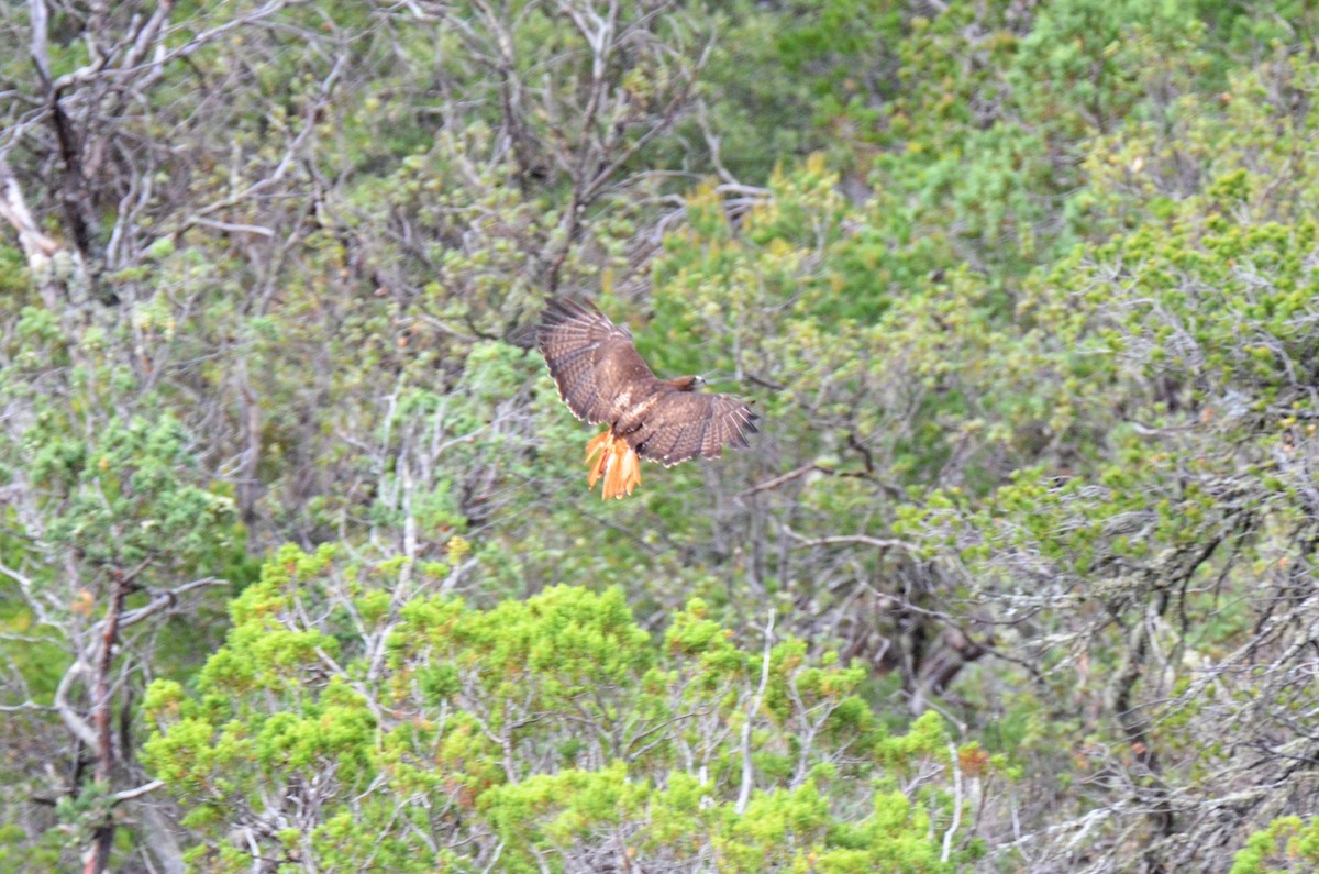 Red-tailed Hawk - ML247617281