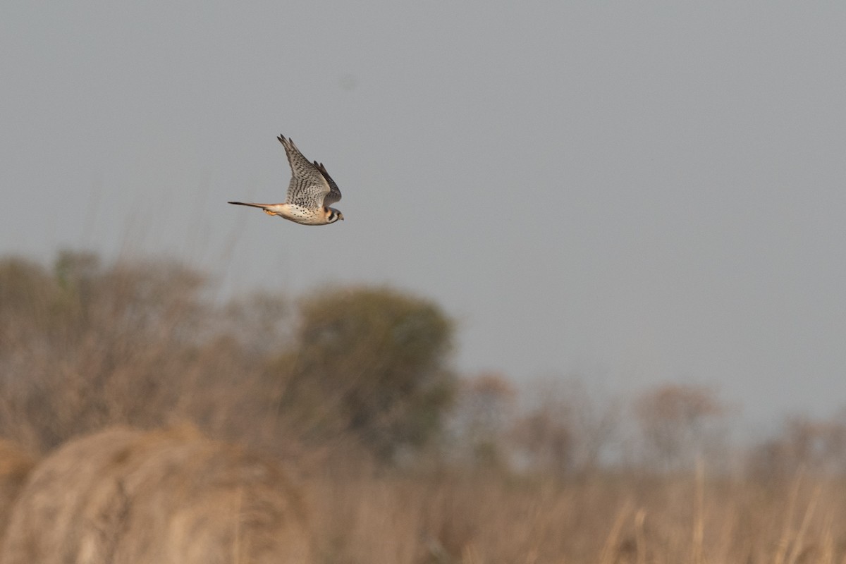 American Kestrel - Pablo Re