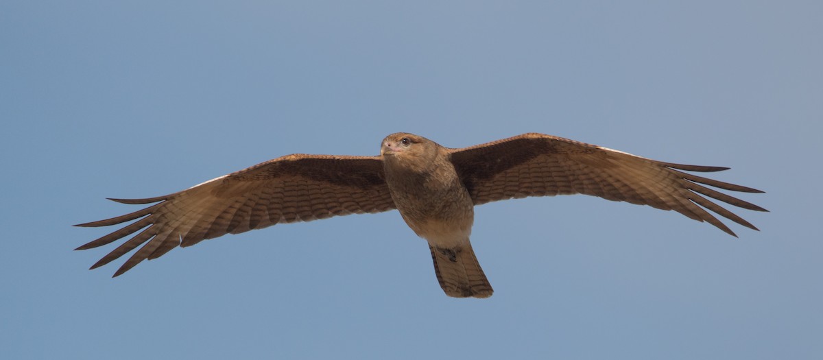 Chimango Caracara - ML247618531