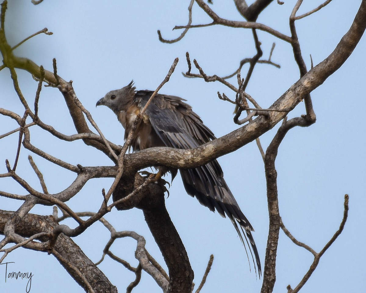 Oriental Honey-buzzard - ML247618791