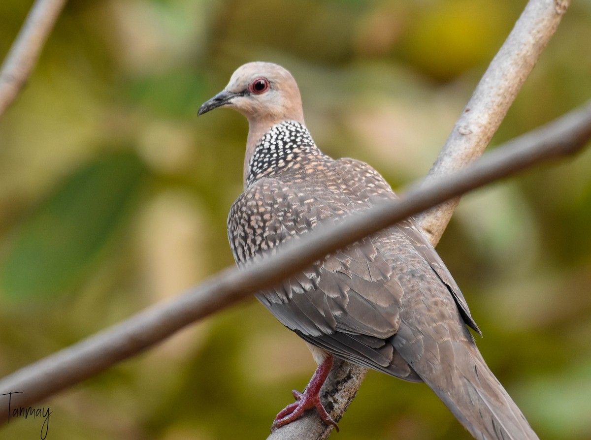 Spotted Dove - ML247619001