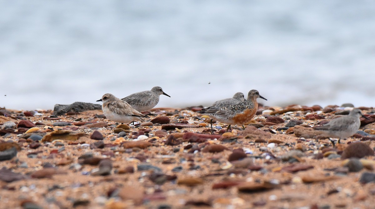 Greater Sand-Plover - ML247619241