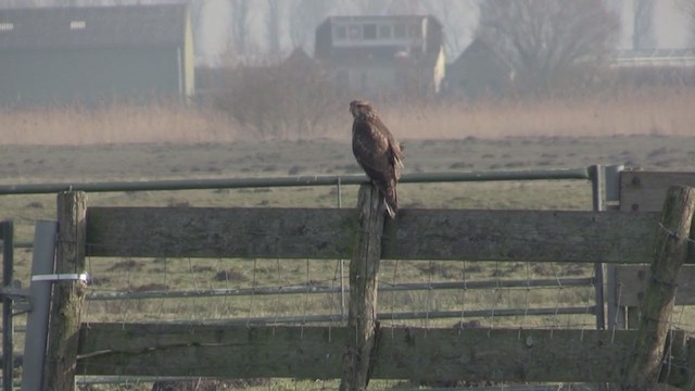 Common Buzzard (Western) - ML247620351