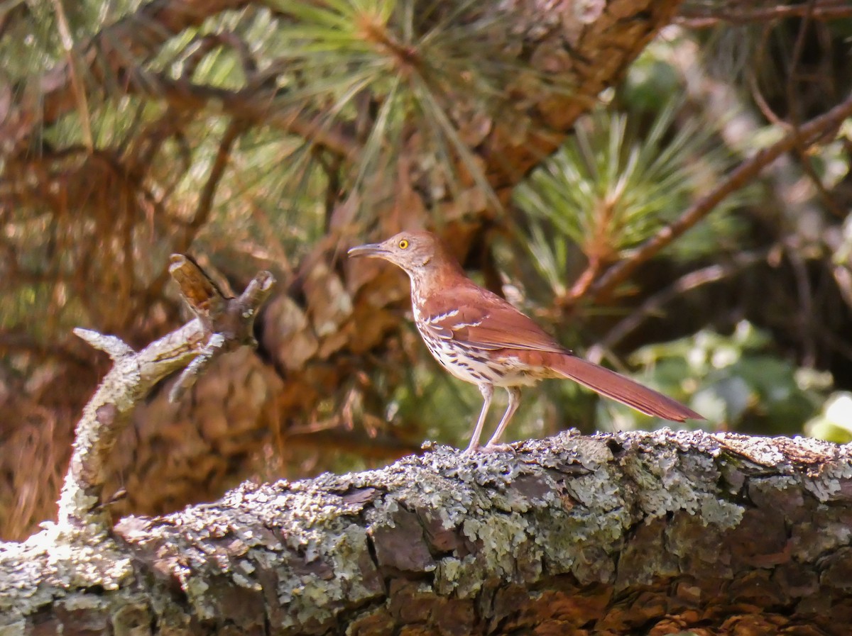 Brown Thrasher - ML247620661