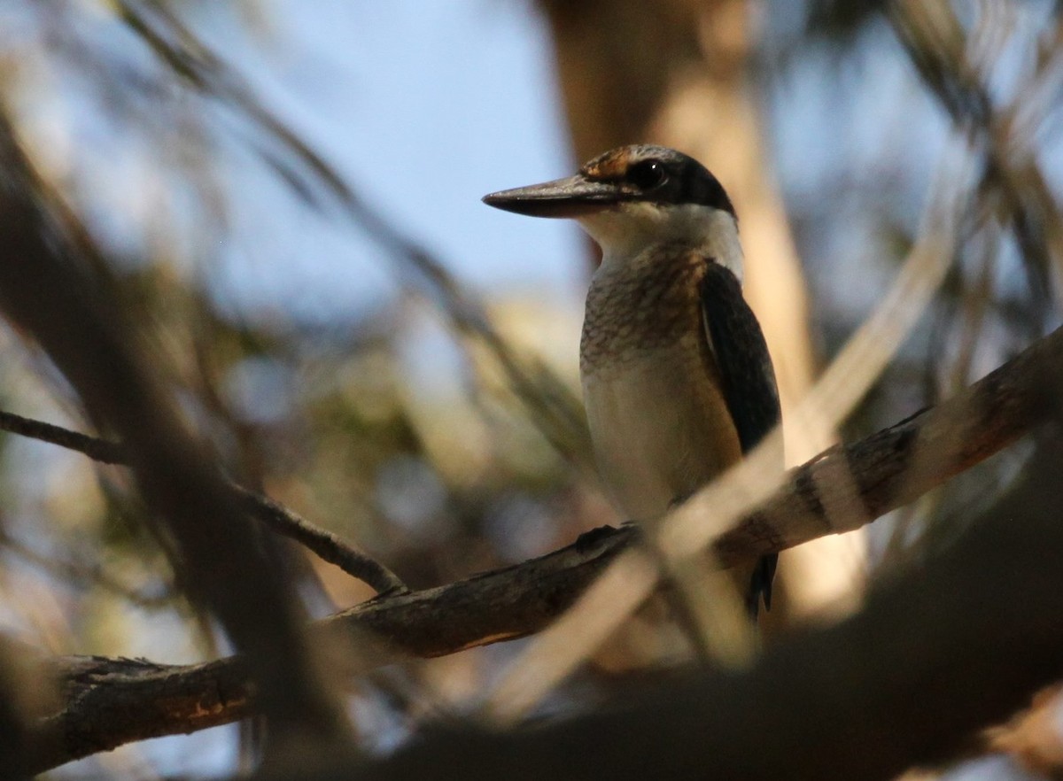 Sacred Kingfisher - ML24762091