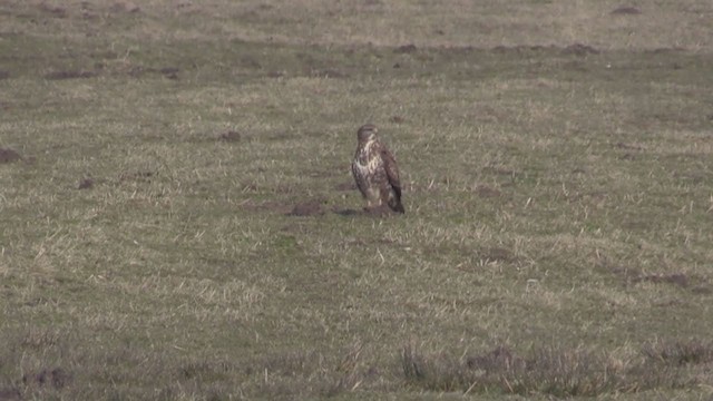 Common Buzzard (Western) - ML247621461