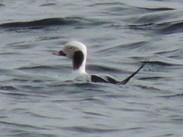 Long-tailed Duck - ML24762151