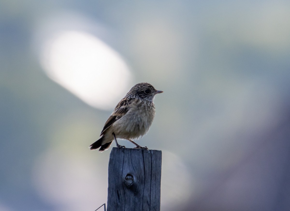 Whinchat - Nina Sadykova