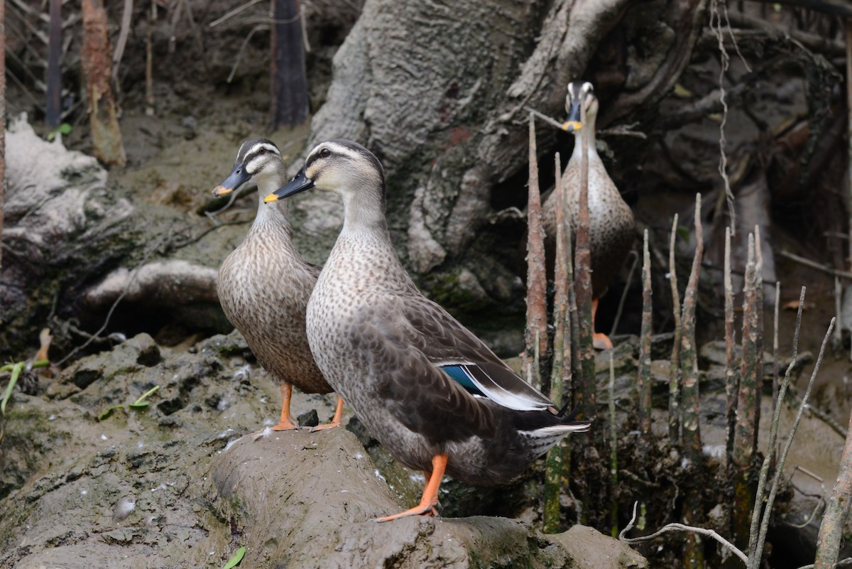 Mallard/Eastern Spot-billed Duck - ML247623781