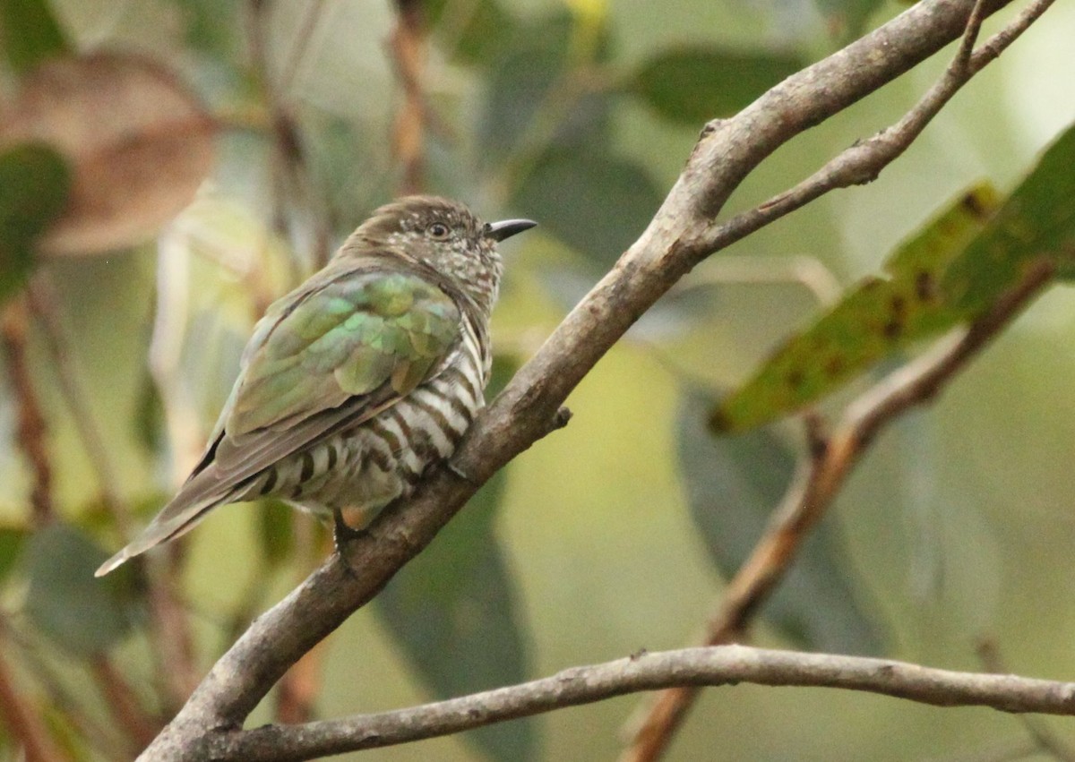 Shining Bronze-Cuckoo - ML24762461