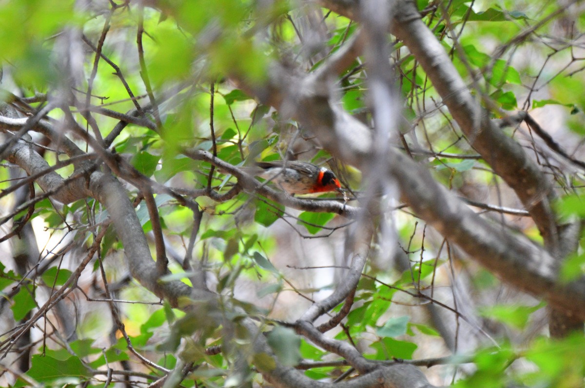 Red-faced Warbler - Jeff Sexton