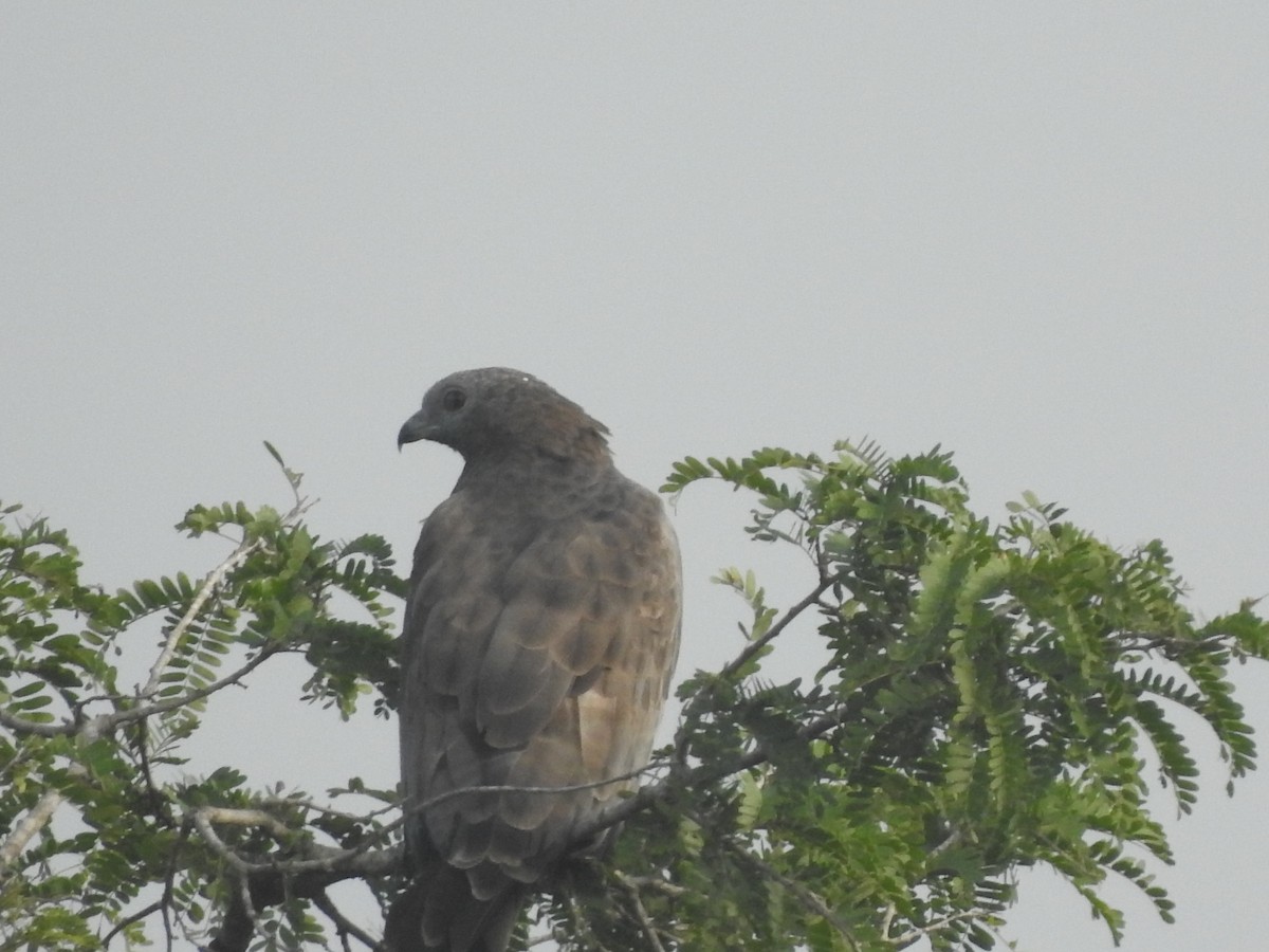 Oriental Honey-buzzard - ML247625761